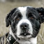 Köpeklerin Yaşam Süresi: Hangi Faktörler Etkili?