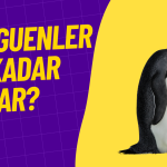 Penguenler Kaç Yıl Yaşar? İşte Türlerine Göre Ortalama Ömürleri